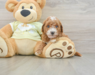 8 week old Mini Goldendoodle Puppy For Sale - Puppy Love PR