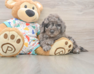 7 week old Mini Goldendoodle Puppy For Sale - Puppy Love PR