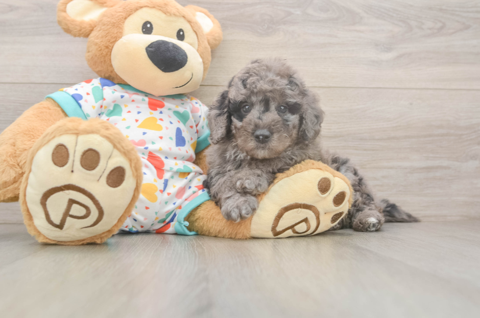7 week old Mini Goldendoodle Puppy For Sale - Puppy Love PR