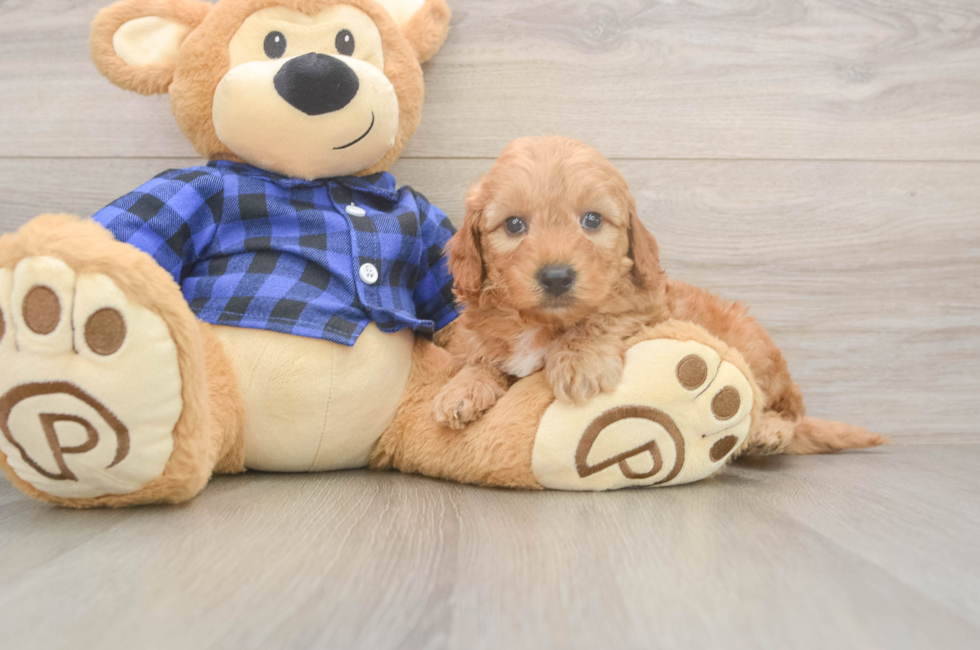 6 week old Mini Goldendoodle Puppy For Sale - Puppy Love PR