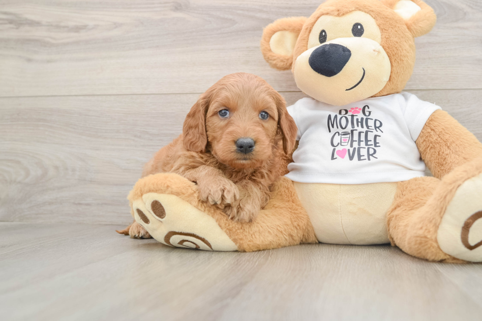 Little Mini Goldenpoo Poodle Mix Puppy