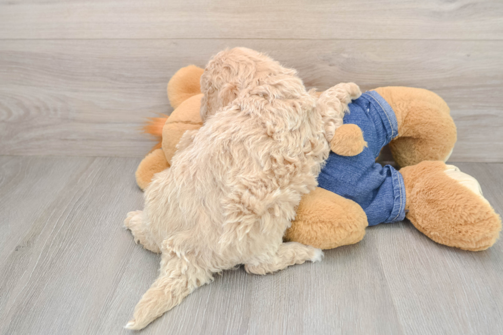 Mini Goldendoodle Pup Being Cute