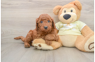 Mini Goldendoodle Pup Being Cute