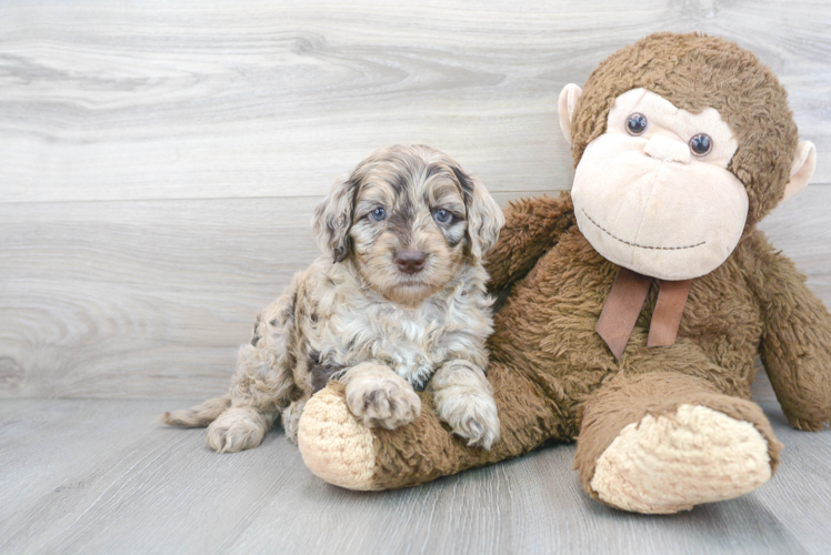 Mini Goldendoodle Puppy for Adoption