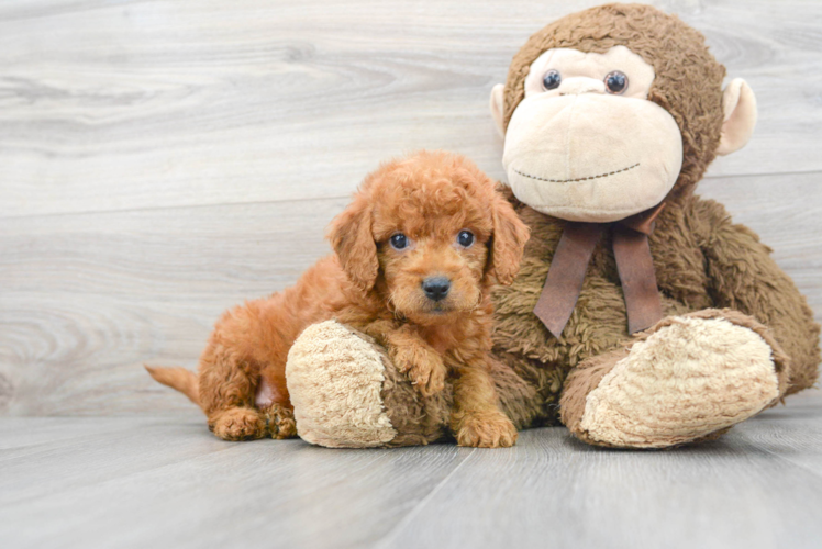 Fluffy Mini Goldendoodle Poodle Mix Pup