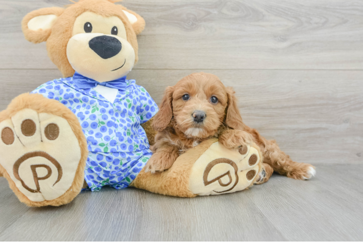 Meet Maxim - our Mini Goldendoodle Puppy Photo 1/3 - Puppy Love PR Funny Mini Goldendoodle Poodle Mix Pup