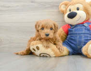 8 week old Mini Goldendoodle Puppy For Sale - Puppy Love PR
