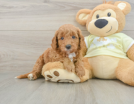 8 week old Mini Goldendoodle Puppy For Sale - Puppy Love PR