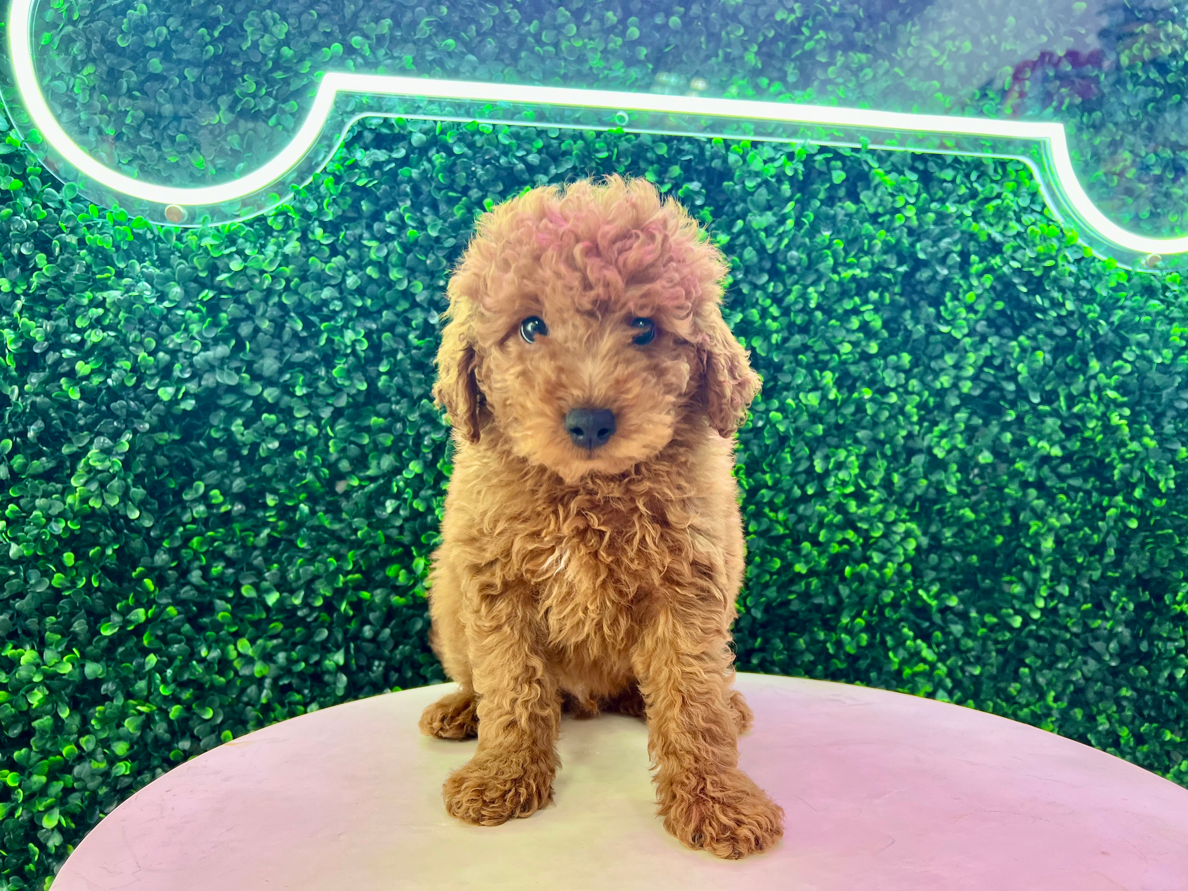 Cute Mini Goldendoodle Poodle Mix Pup