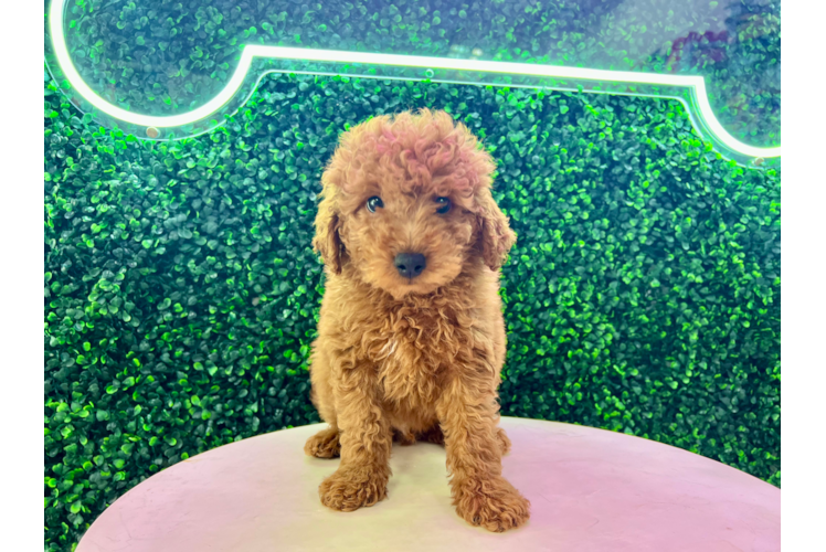 Cute Mini Goldendoodle Poodle Mix Pup