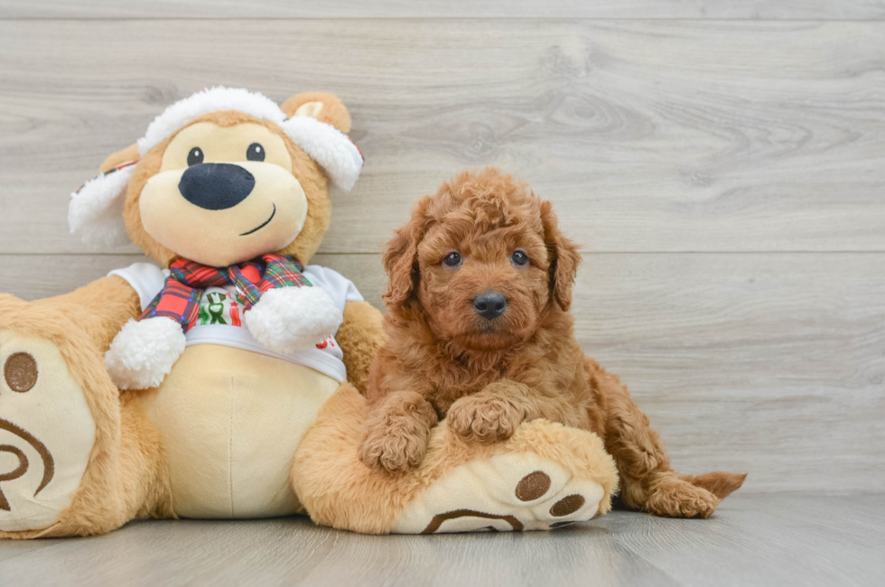 5 week old Mini Goldendoodle Puppy For Sale - Puppy Love PR