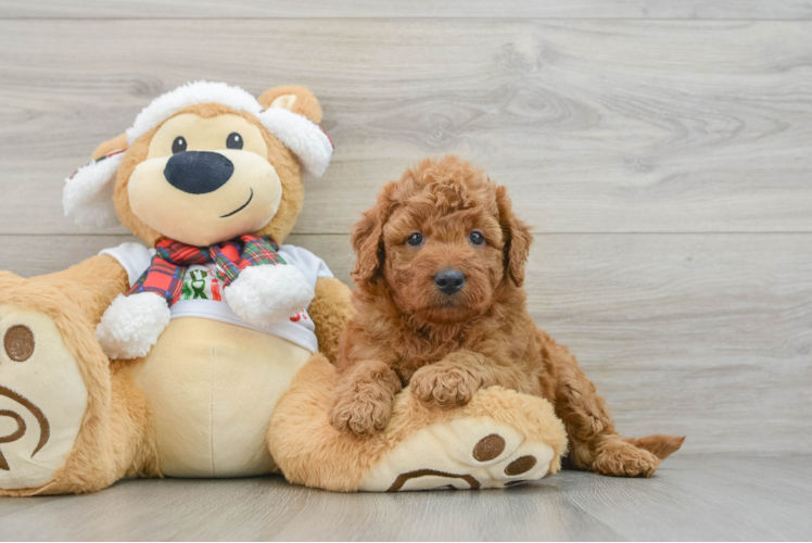 Meet Maxine - our Mini Goldendoodle Puppy Photo 1/3 - Puppy Love PR Mini Goldendoodle Pup Being Cute