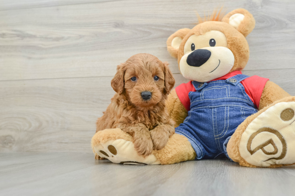 7 week old Mini Goldendoodle Puppy For Sale - Puppy Love PR