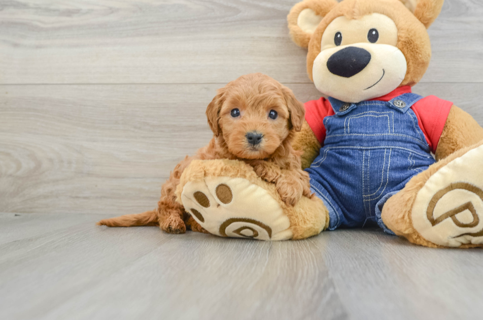 6 week old Mini Goldendoodle Puppy For Sale - Puppy Love PR