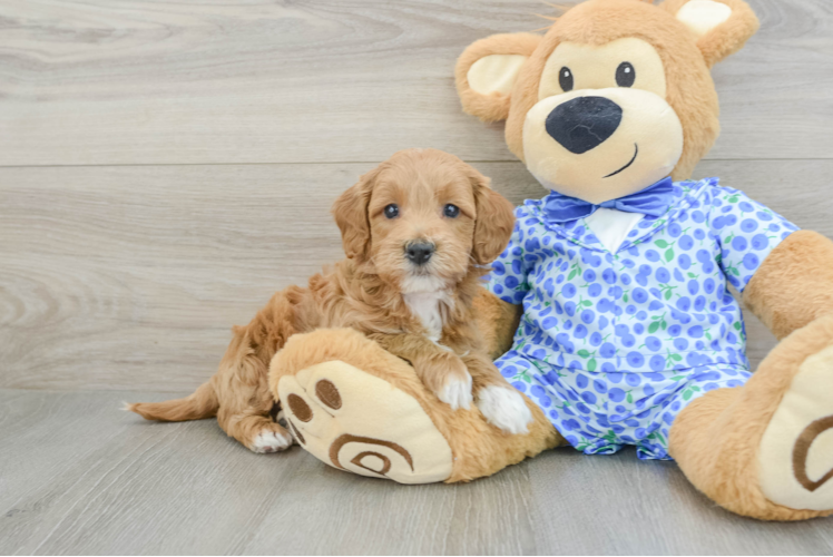 Meet Maxine - our Mini Goldendoodle Puppy Photo 1/3 - Puppy Love PR Mini Goldendoodle Pup Being Cute