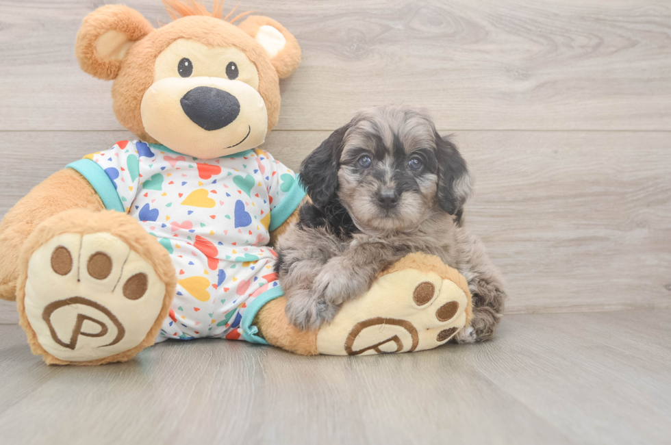 7 week old Mini Goldendoodle Puppy For Sale - Puppy Love PR