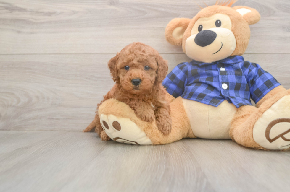 6 week old Mini Goldendoodle Puppy For Sale - Puppy Love PR