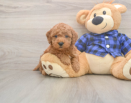 7 week old Mini Goldendoodle Puppy For Sale - Puppy Love PR 7 week old Mini Goldendoodle Puppy For Sale - Puppy Love PR