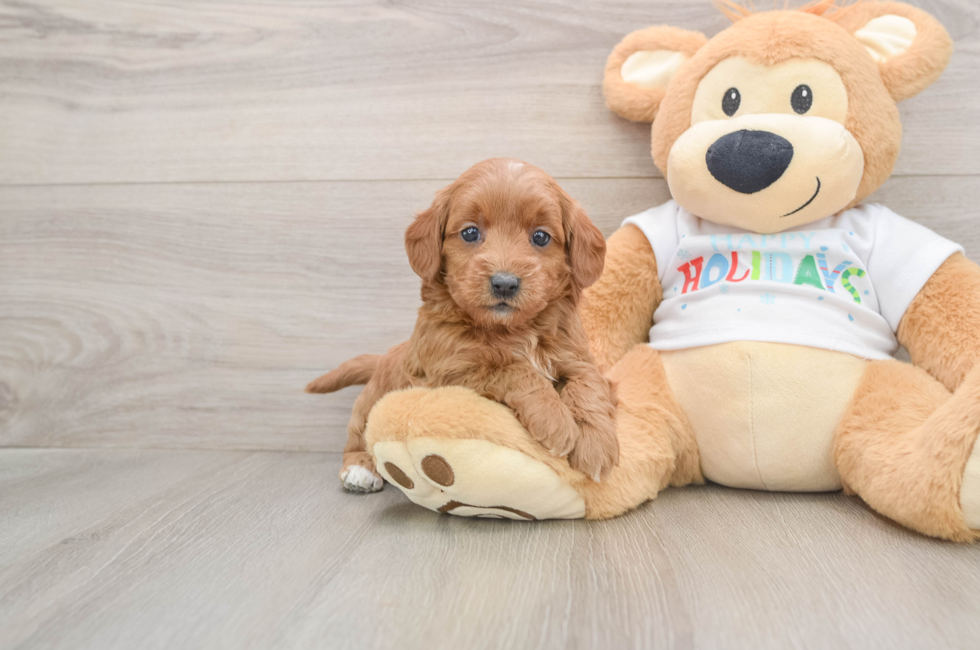 5 week old Mini Goldendoodle Puppy For Sale - Puppy Love PR
