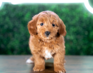 8 week old Mini Goldendoodle Puppy For Sale - Puppy Love PR