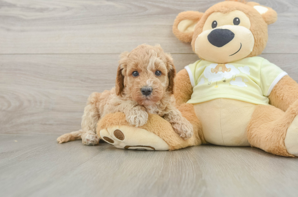5 week old Mini Goldendoodle Puppy For Sale - Puppy Love PR