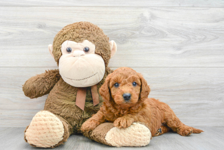 Mini Goldendoodle Puppy for Adoption