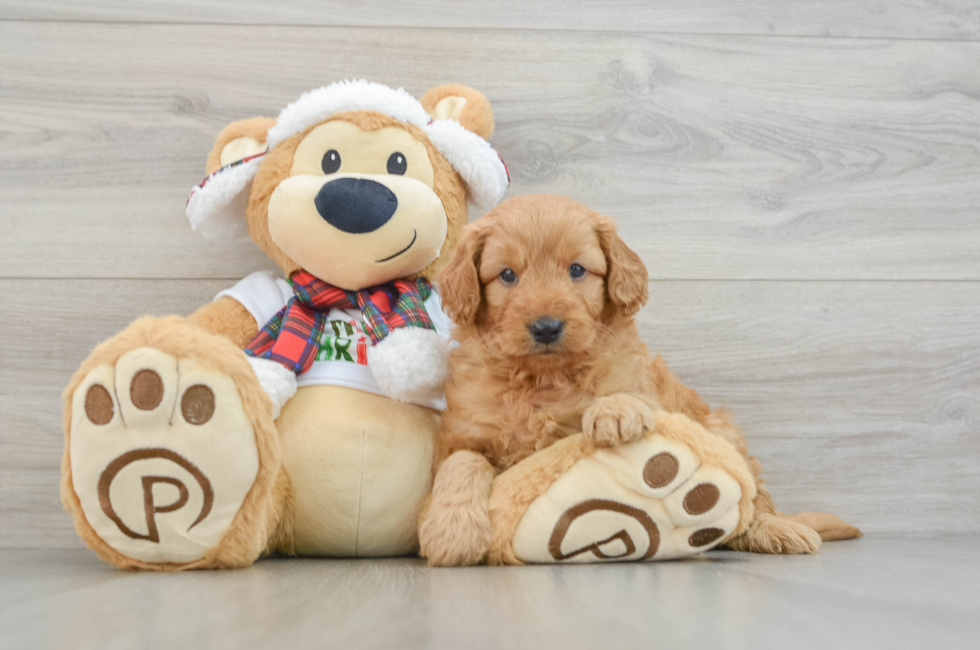 5 week old Mini Goldendoodle Puppy For Sale - Puppy Love PR