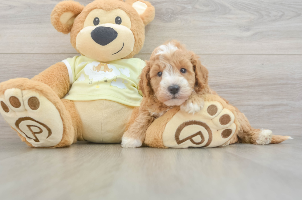 5 week old Mini Goldendoodle Puppy For Sale - Puppy Love PR