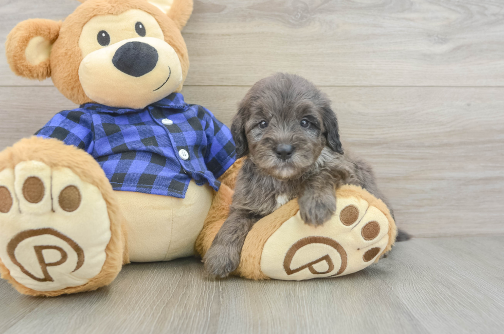 5 week old Mini Goldendoodle Puppy For Sale - Puppy Love PR