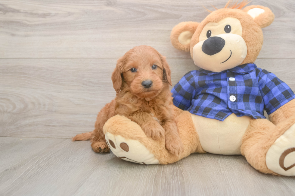 6 week old Mini Goldendoodle Puppy For Sale - Puppy Love PR