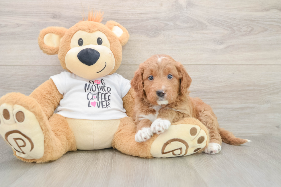 Smart Mini Goldendoodle Poodle Mix Pup