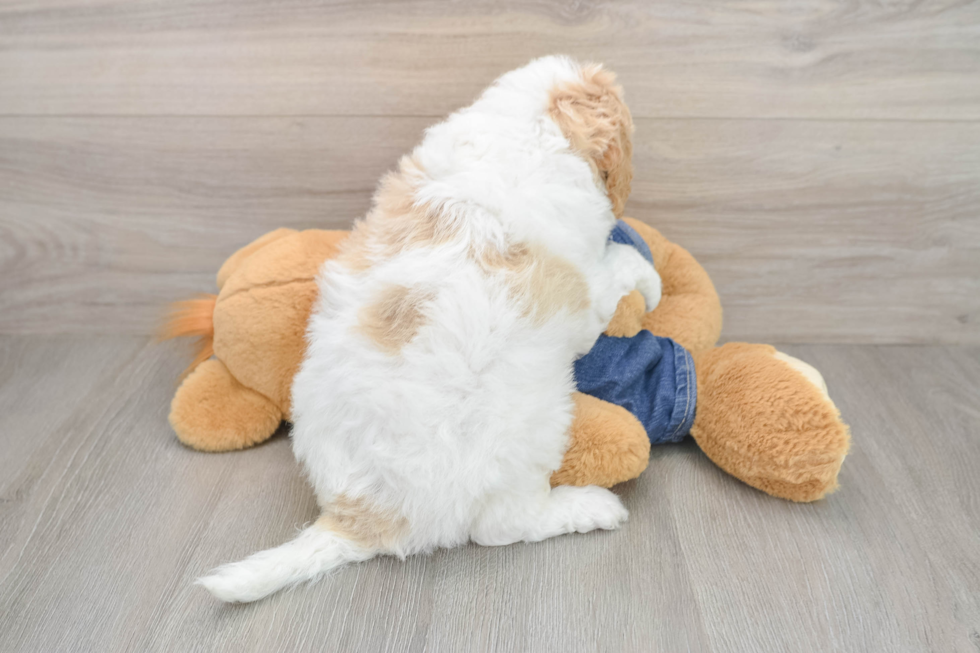 Mini Goldendoodle Puppy for Adoption