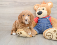 7 week old Mini Goldendoodle Puppy For Sale - Puppy Love PR