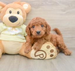 8 week old Mini Goldendoodle Puppy For Sale - Puppy Love PR