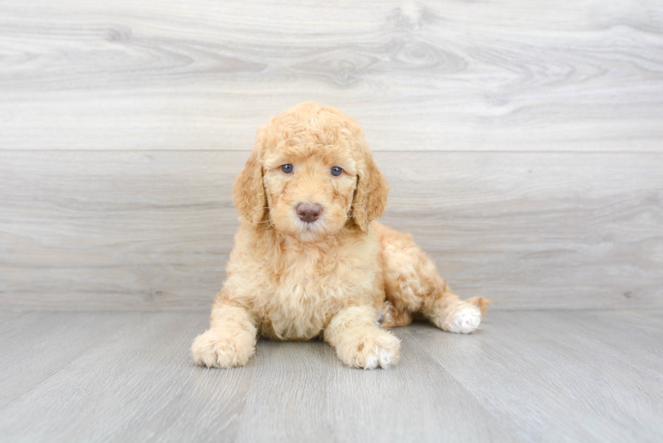 Mini Goldendoodle Pup Being Cute