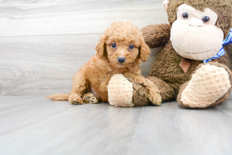 Mini Goldendoodle Pup Being Cute