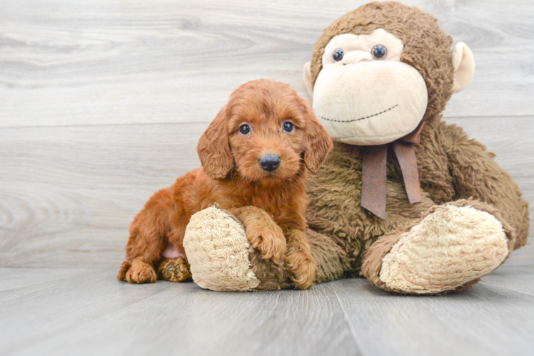 Meet Mojave - our Mini Goldendoodle Puppy Photo 1/3 - Puppy Love PR Popular Mini Goldendoodle Poodle Mix Pup