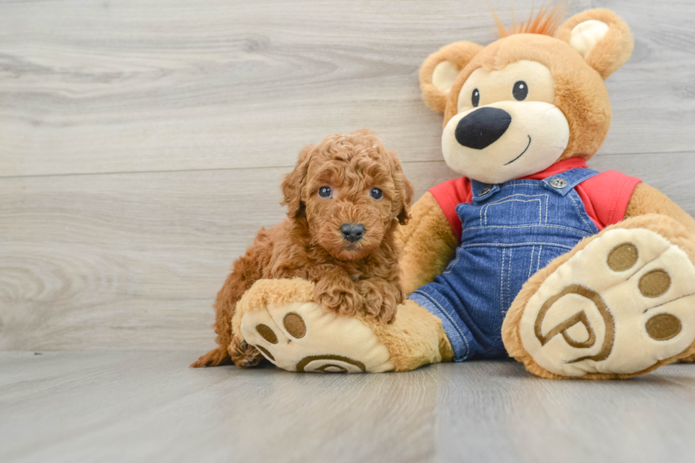 Best Mini Goldendoodle Baby