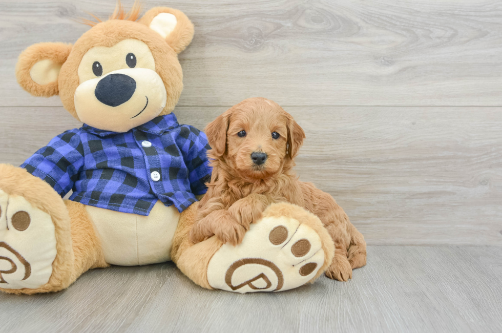 5 week old Mini Goldendoodle Puppy For Sale - Puppy Love PR