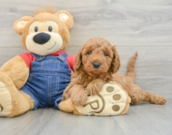 8 week old Mini Goldendoodle Puppy For Sale - Puppy Love PR