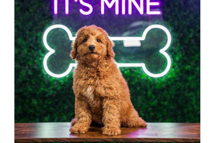 Best Mini Goldendoodle Baby