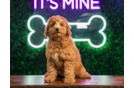 Best Mini Goldendoodle Baby