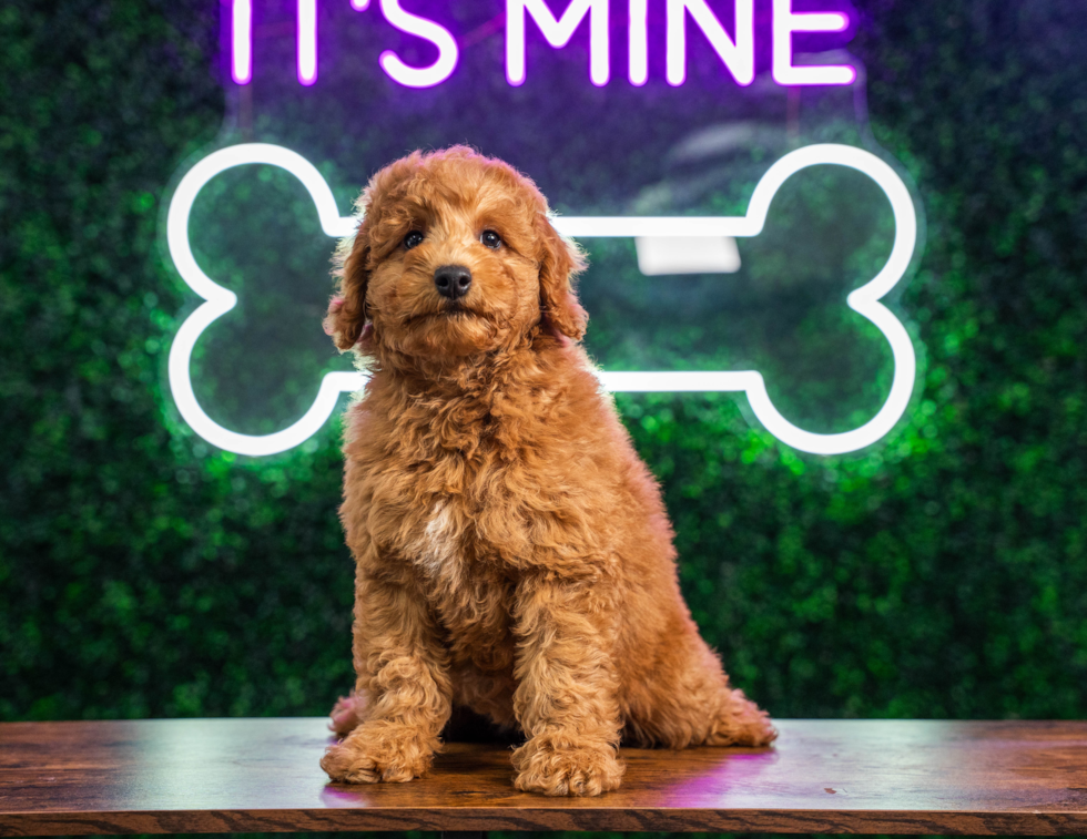 Best Mini Goldendoodle Baby