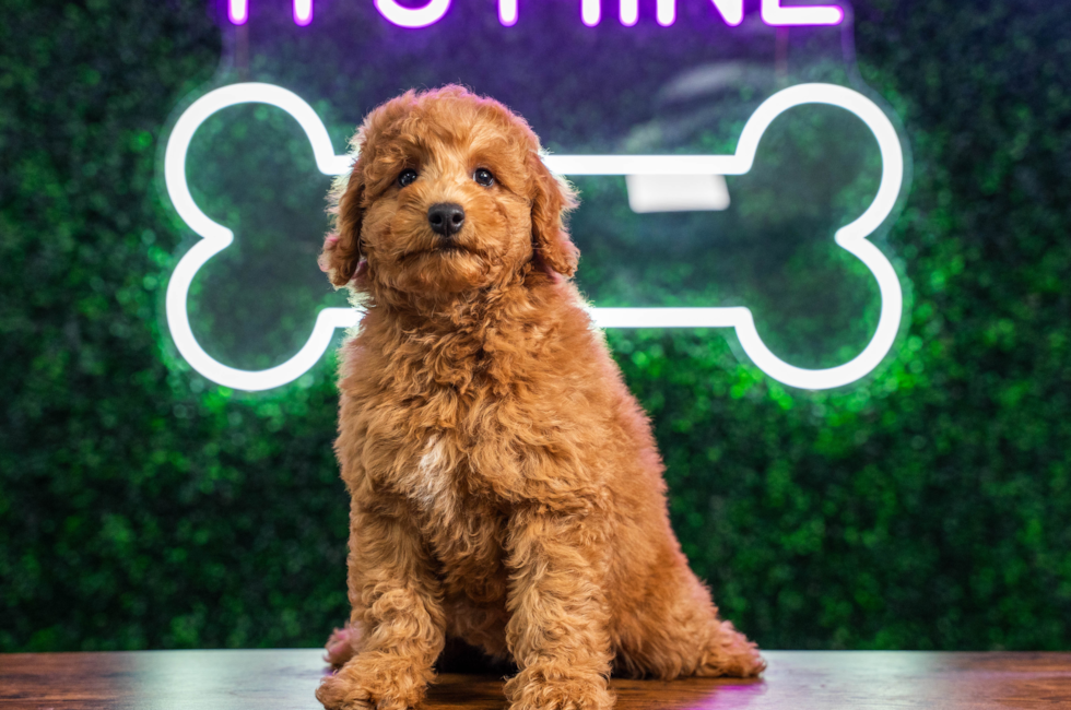 11 week old Mini Goldendoodle Puppy For Sale - Puppy Love PR