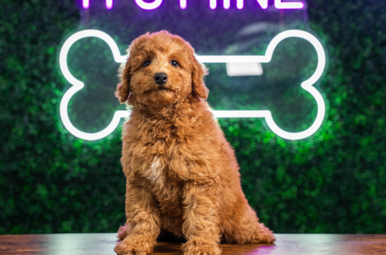 Mini Goldendoodle Puppy for Adoption
