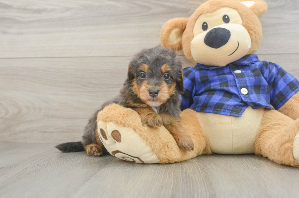 5 week old Mini Goldendoodle Puppy For Sale - Puppy Love PR