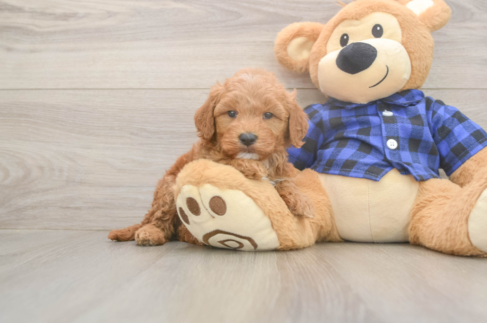 6 week old Mini Goldendoodle Puppy For Sale - Puppy Love PR