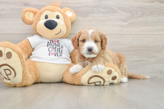 Little Mini Goldenpoo Poodle Mix Puppy