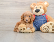 8 week old Mini Goldendoodle Puppy For Sale - Puppy Love PR