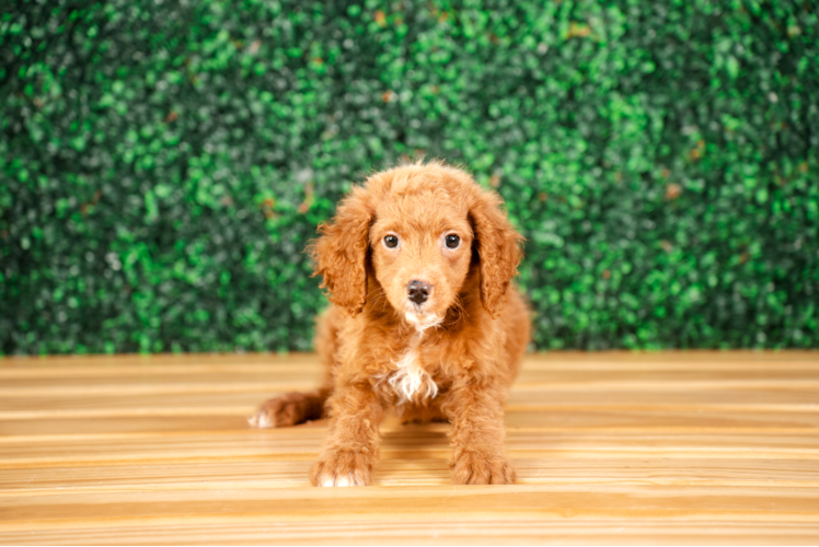 Cute Mini Goldendoodle Baby